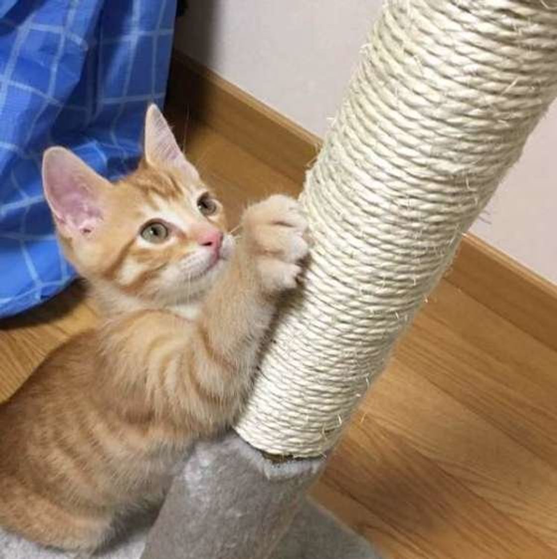 ここにあったらうれしい 愛猫のための爪とぎ攻略方法を徹底解説 ねこのきもちweb Magazine ここにあったらうれしい 愛猫のための爪とぎ攻略方法を徹底解説 ねこのきもちweb Magazine