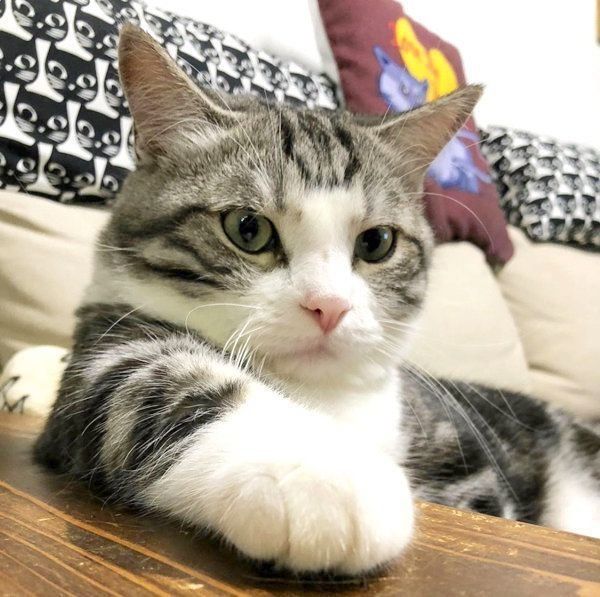 もふもふお手てがかわいいマンチカン