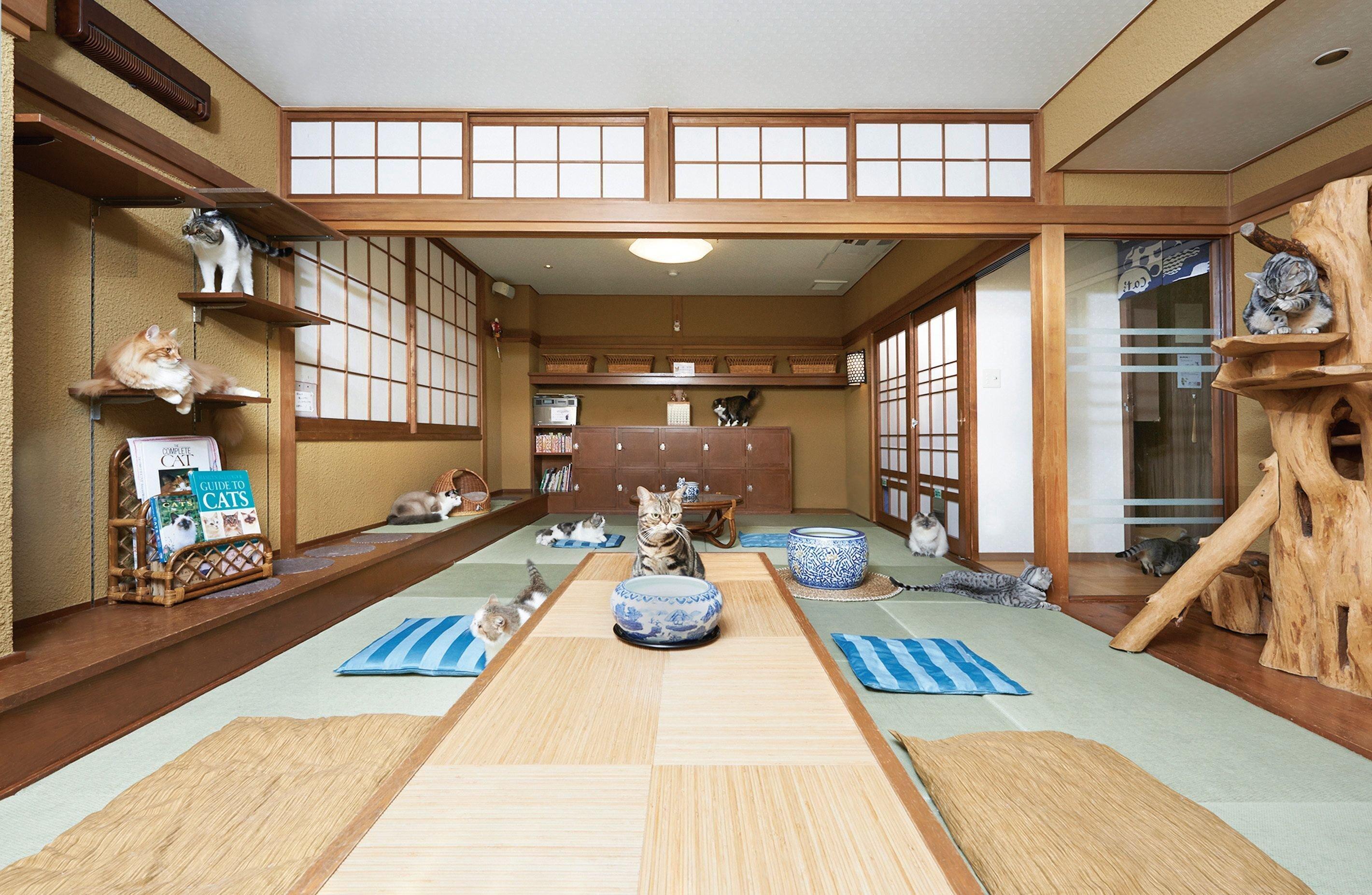 畳敷きの和空間でくつろぐ猫たち