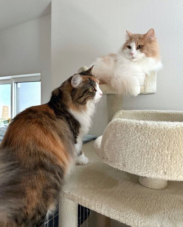 キャットタワーでくつろぐテオくん、リタちゃん