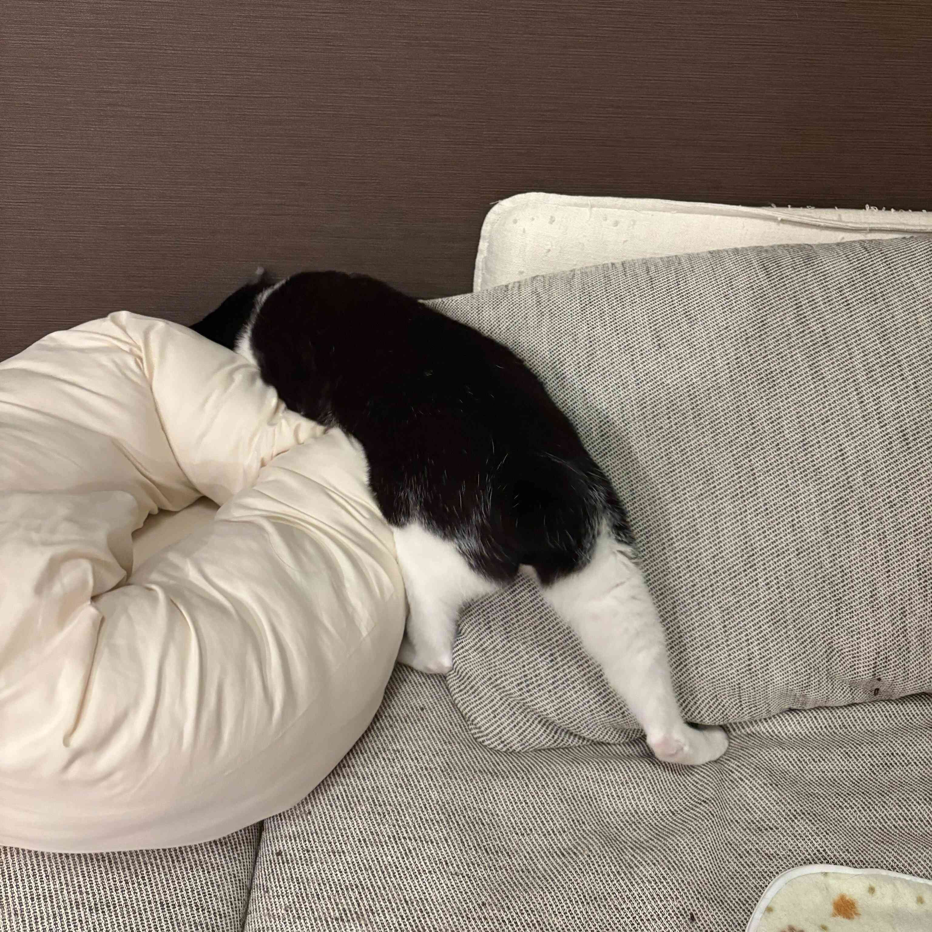 まだまだ、ボールを探し続ける琥珀くん