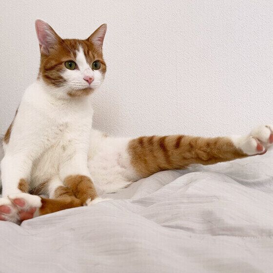 Mix（茶×白）のエコーくん♪