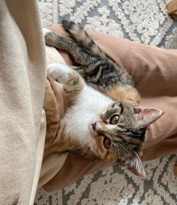 甘えるみそちゃん