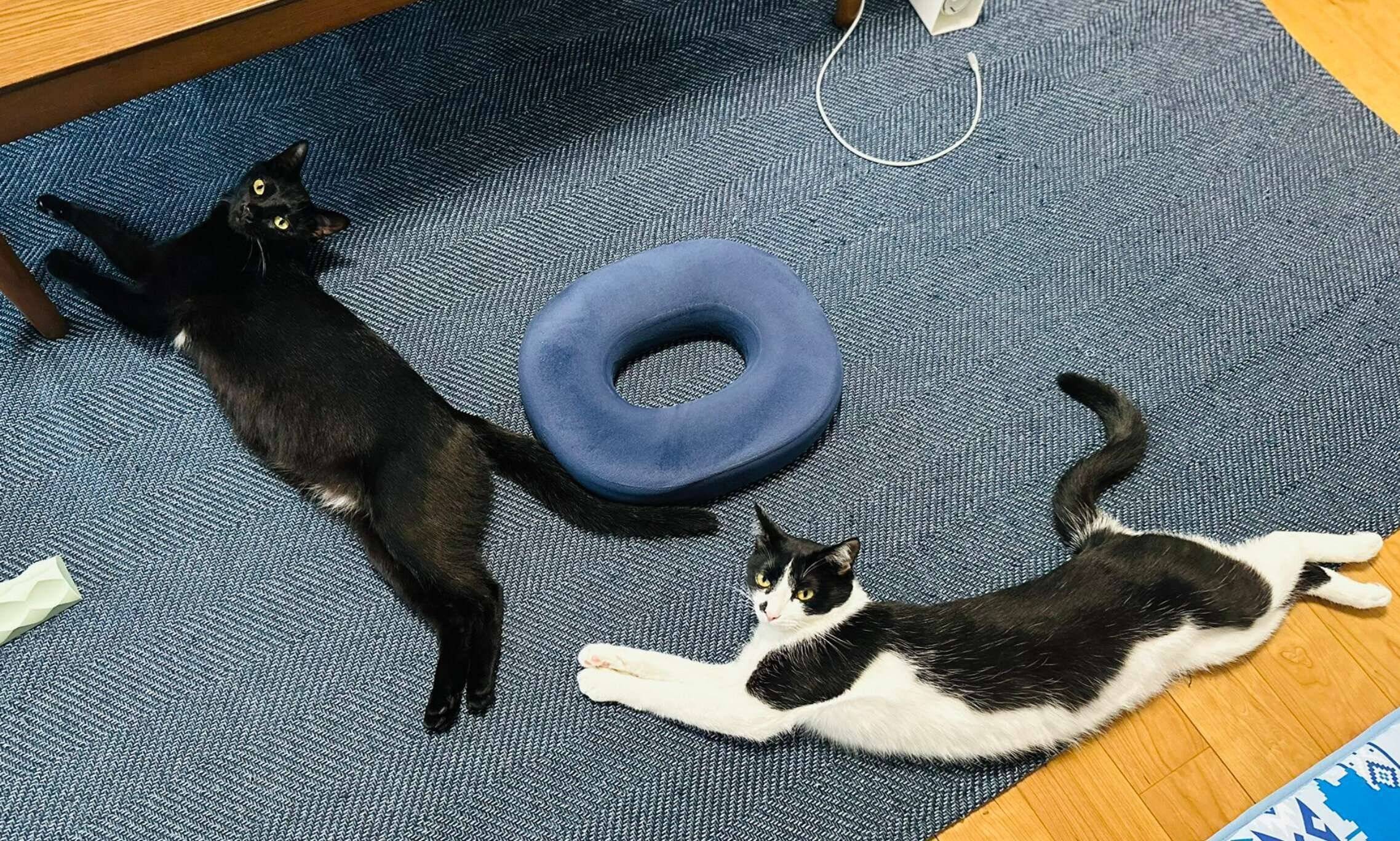 シンクロポーズののるくん、もんくん