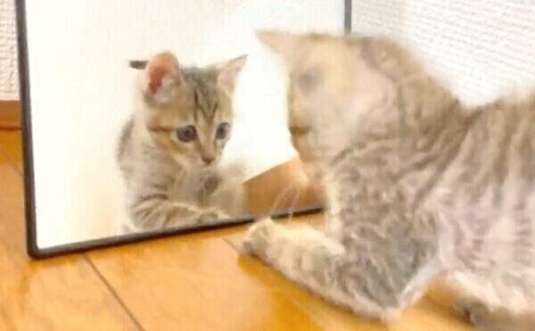 鏡に興味津々なあめちゃん