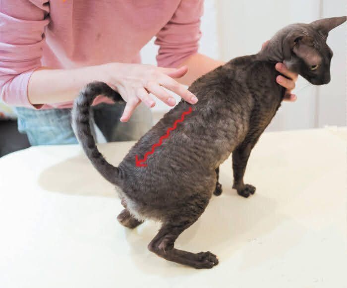 腰～しっぽの冷え取りマッサージ