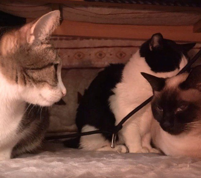 コタツで固まる猫たち♡