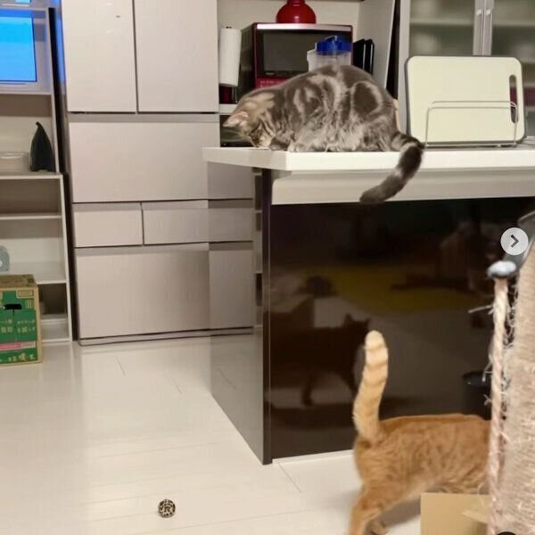 ボール遊びに飽きたサクくん