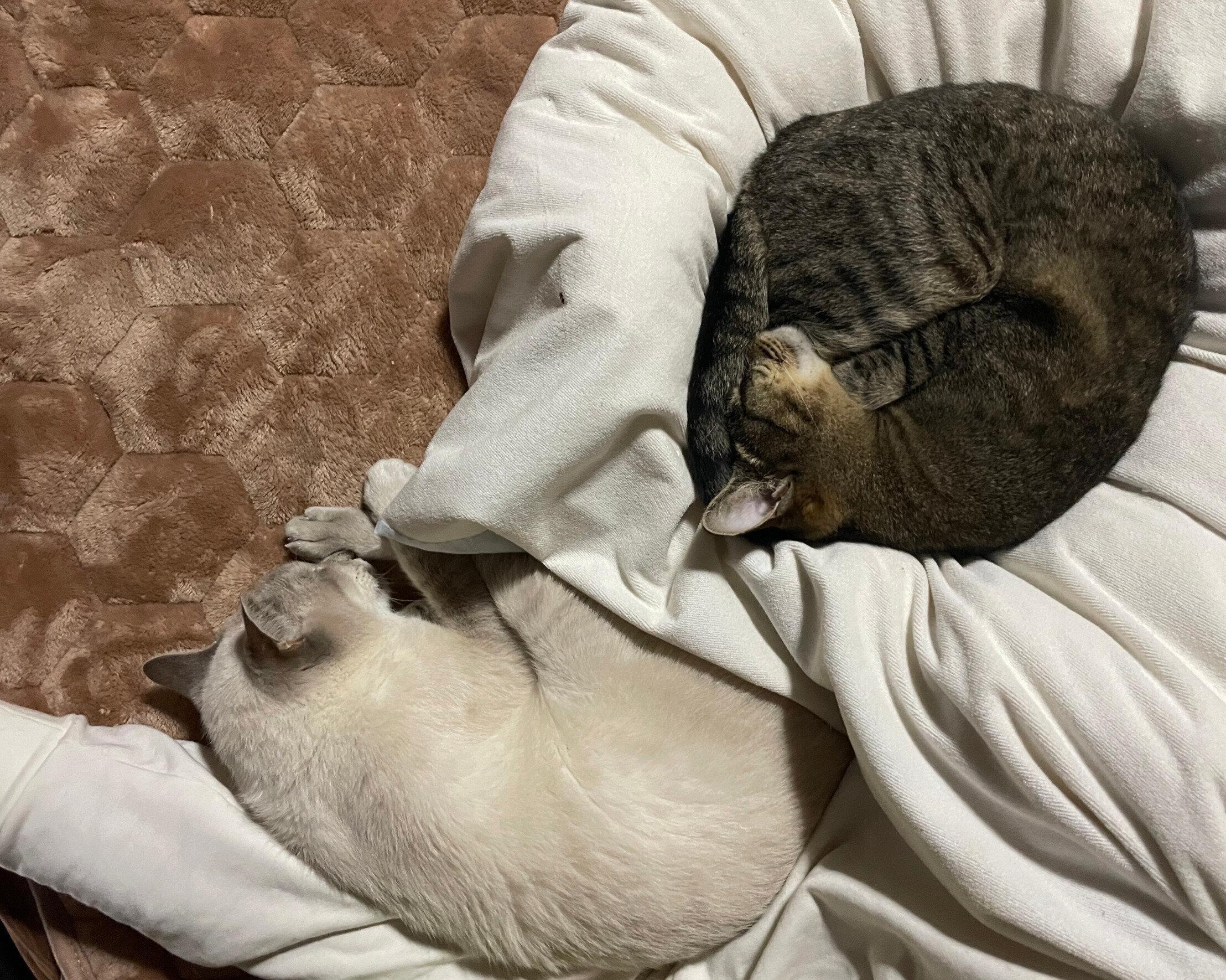 たぬくんが深い眠りについたころを見計らって、近づいてくるしま子ちゃん