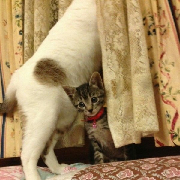 お兄ちゃんのかげから出てきたMIXキジトラの子猫