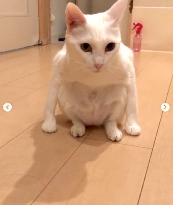 変な座り方をする白猫
