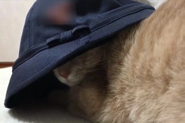 帽子大好きニャンコ
