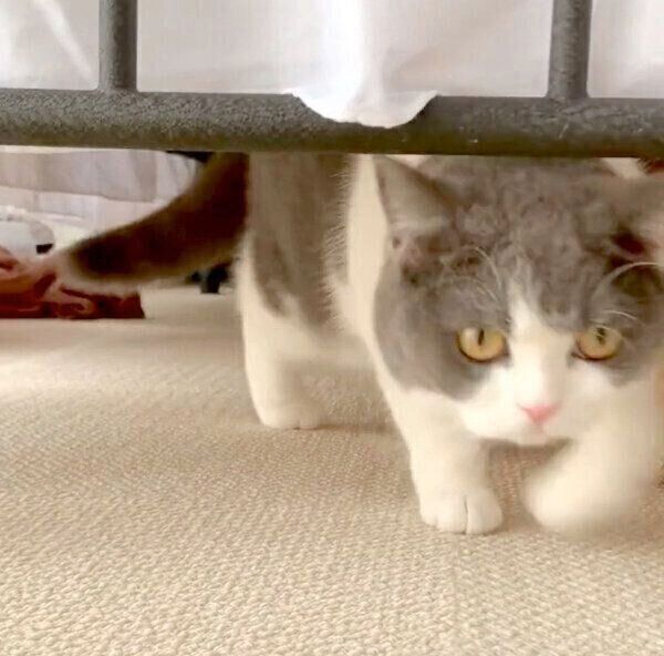 飼い主さんのそばにやってきたおもちちゃん