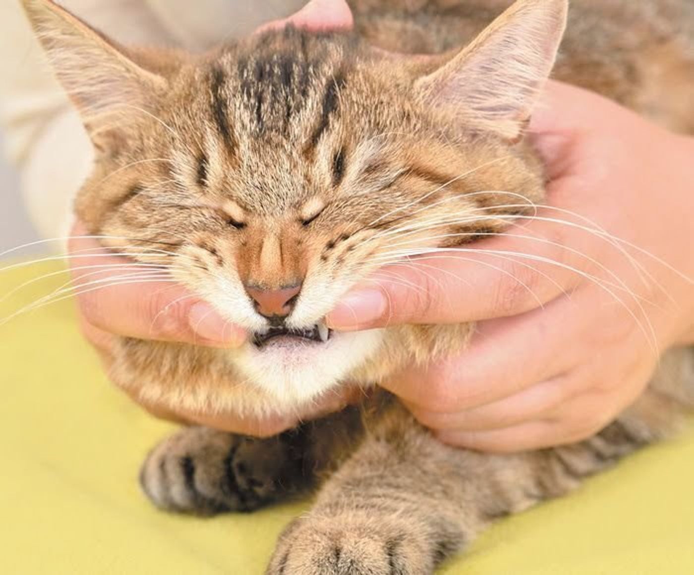 歯磨きは嫌いニャ そんな愛猫のオーラルケア ねこのきもちweb Magazine