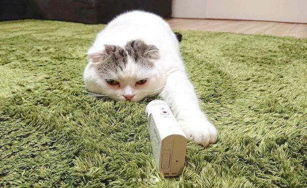 ぐでっと伸びるライくん