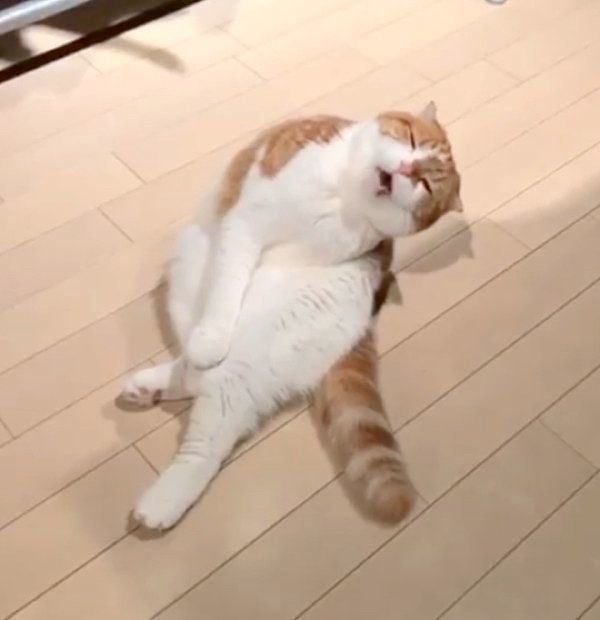 おねだりポーズをするスコティッシュフォールド