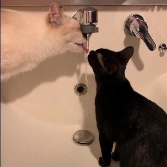 MIXミケのクルミちゃん