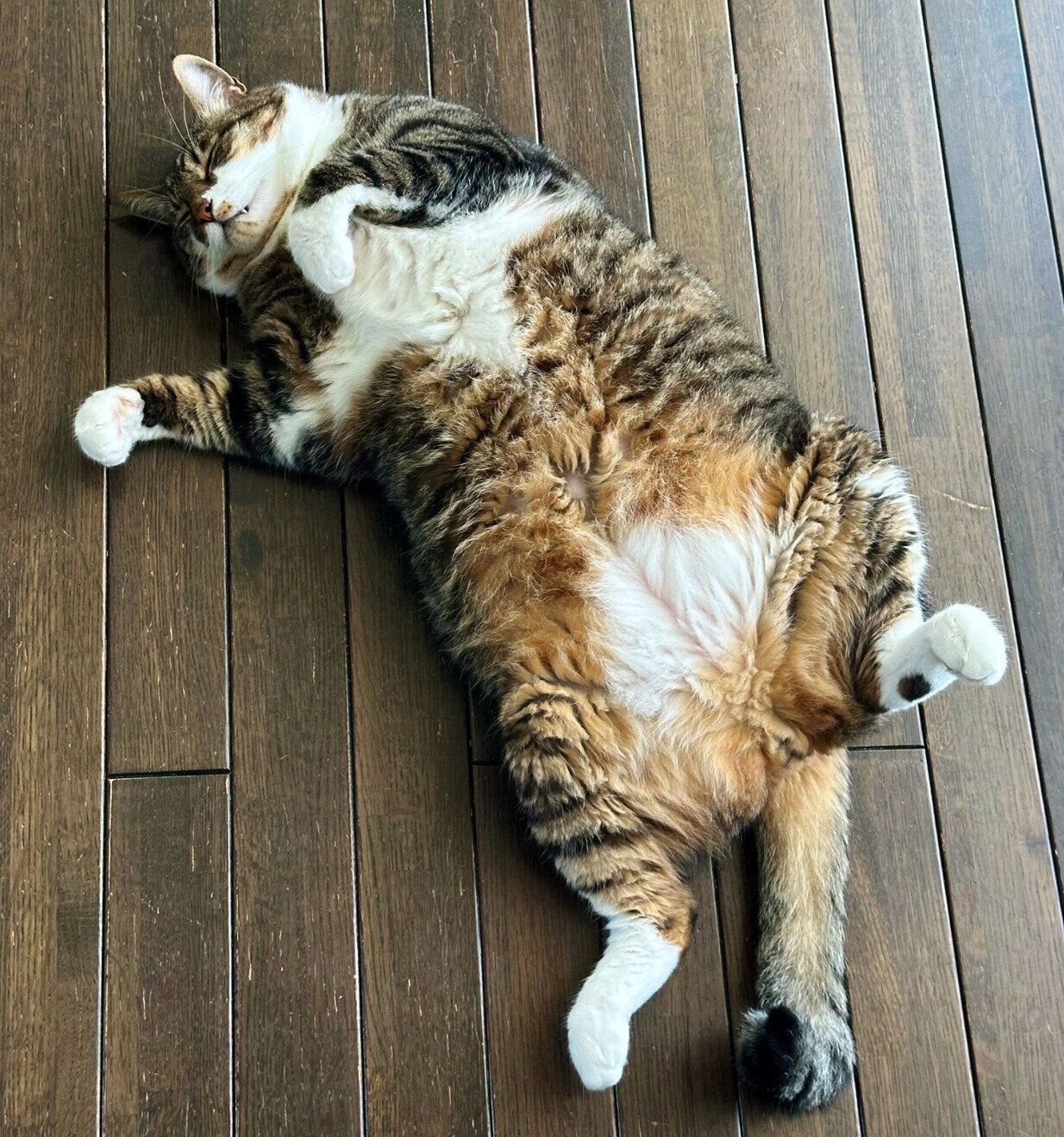 ヘソ天するよもぎくん