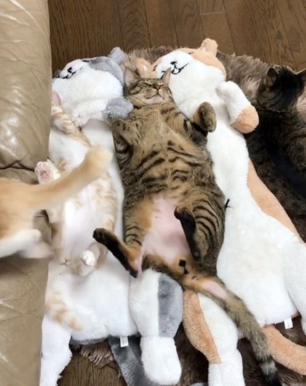 ぬいぐるみに紛れて寝る猫