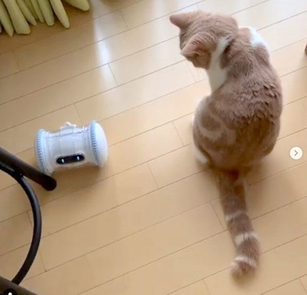 VARRAMに興味を示すスコティッシュフォールド