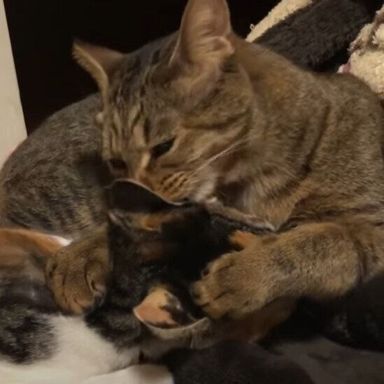 猫のコパンくんと、もこちゃん