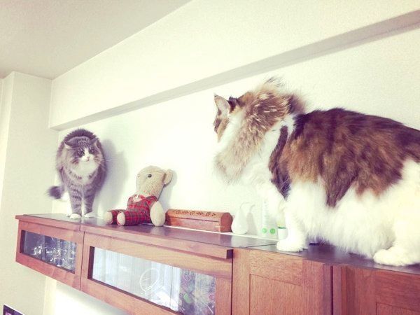 ファーを付けるノルウェージャンフォレストキャット