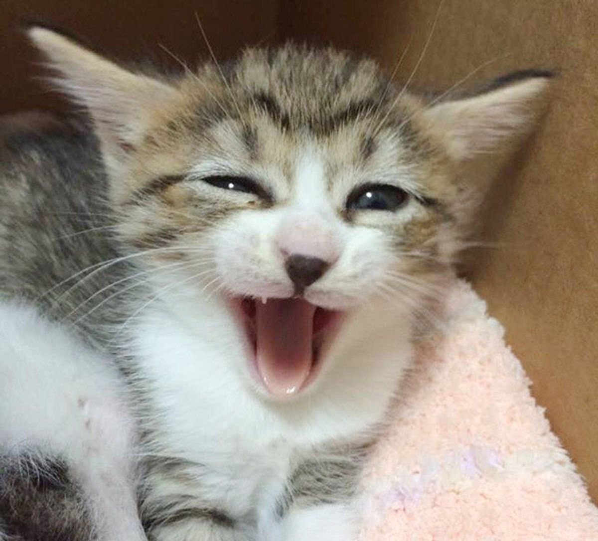 甘えモード 急に鋭い目つきでギロリ 愛猫にいったいなにが ねこのきもちweb Magazine 甘えモード 急に鋭い目つきでギロリ 愛猫にいったいなにが ねこのきもちweb Magazine