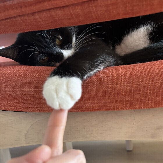 隙間から片足を出すもみじちゃん