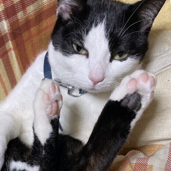 寝起きの日本ネコ