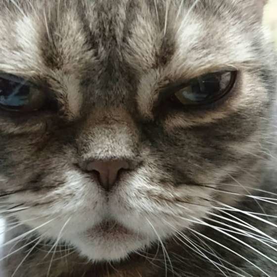 見つめるアメリカンショートヘア