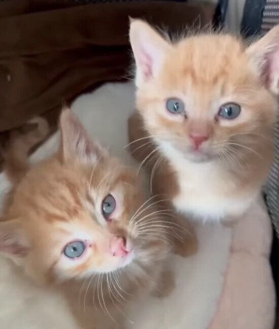 仲良しな子猫たち