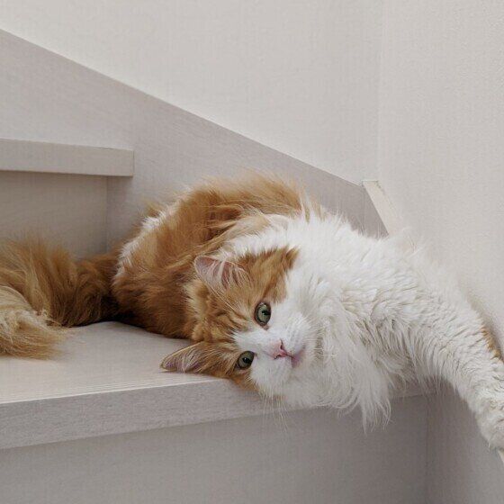 メインクーンのソルちゃん