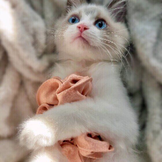 ラグドールのめるもくん♪