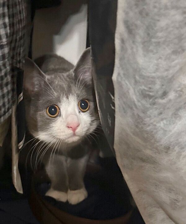 クローゼットの中に隠れるしらたまくん