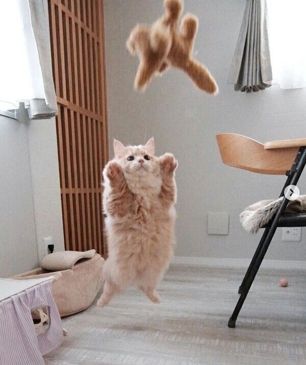 ジャンプするぽこくん