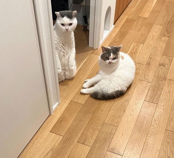 なにかを見つめるカツヲくん、ねね子ちゃん