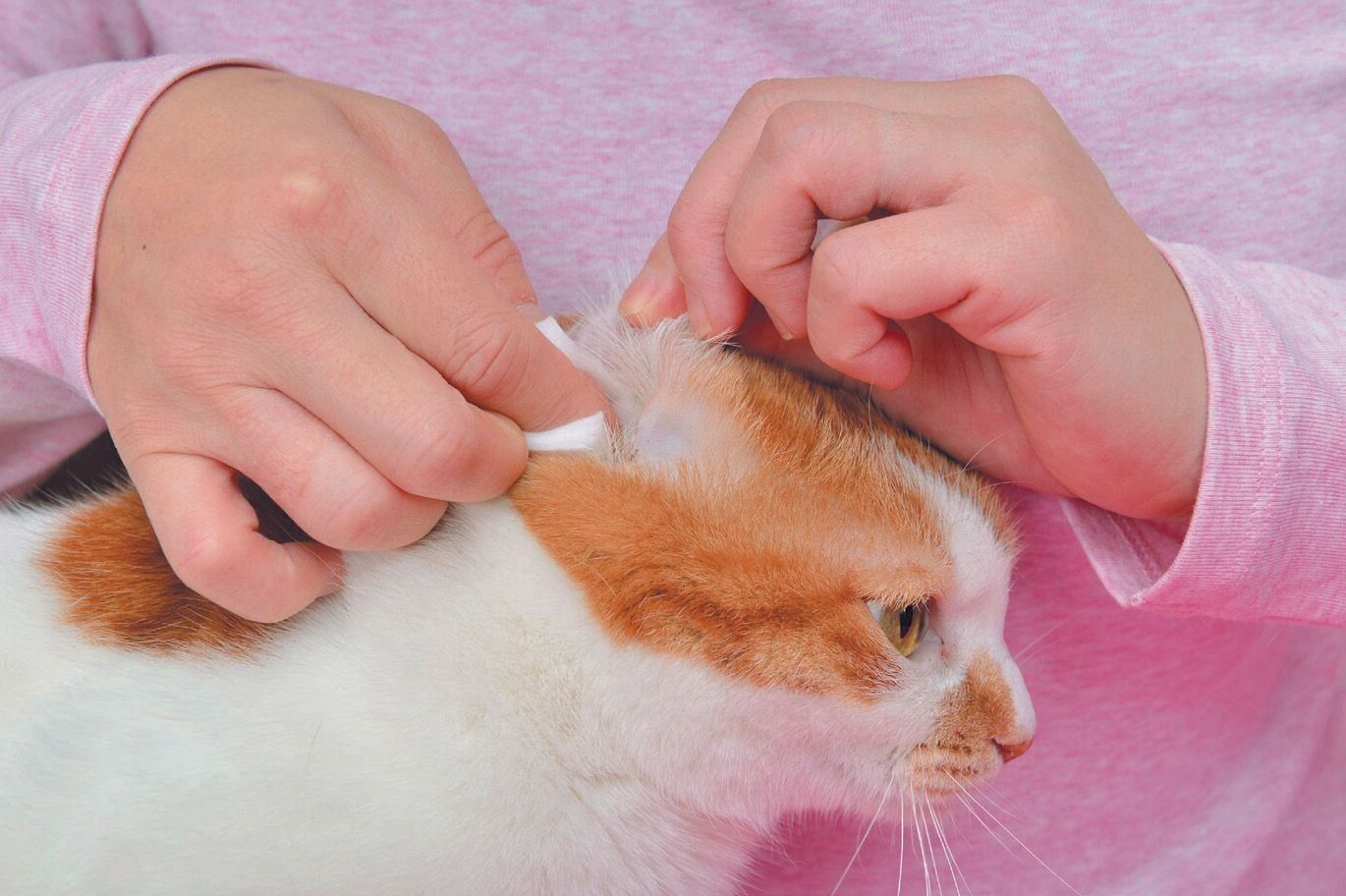 画像／2017年2月号『ねこのきもち』