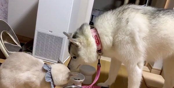 猫のしゃちちゃんとシベリアン・ハスキーのユキちゃん
