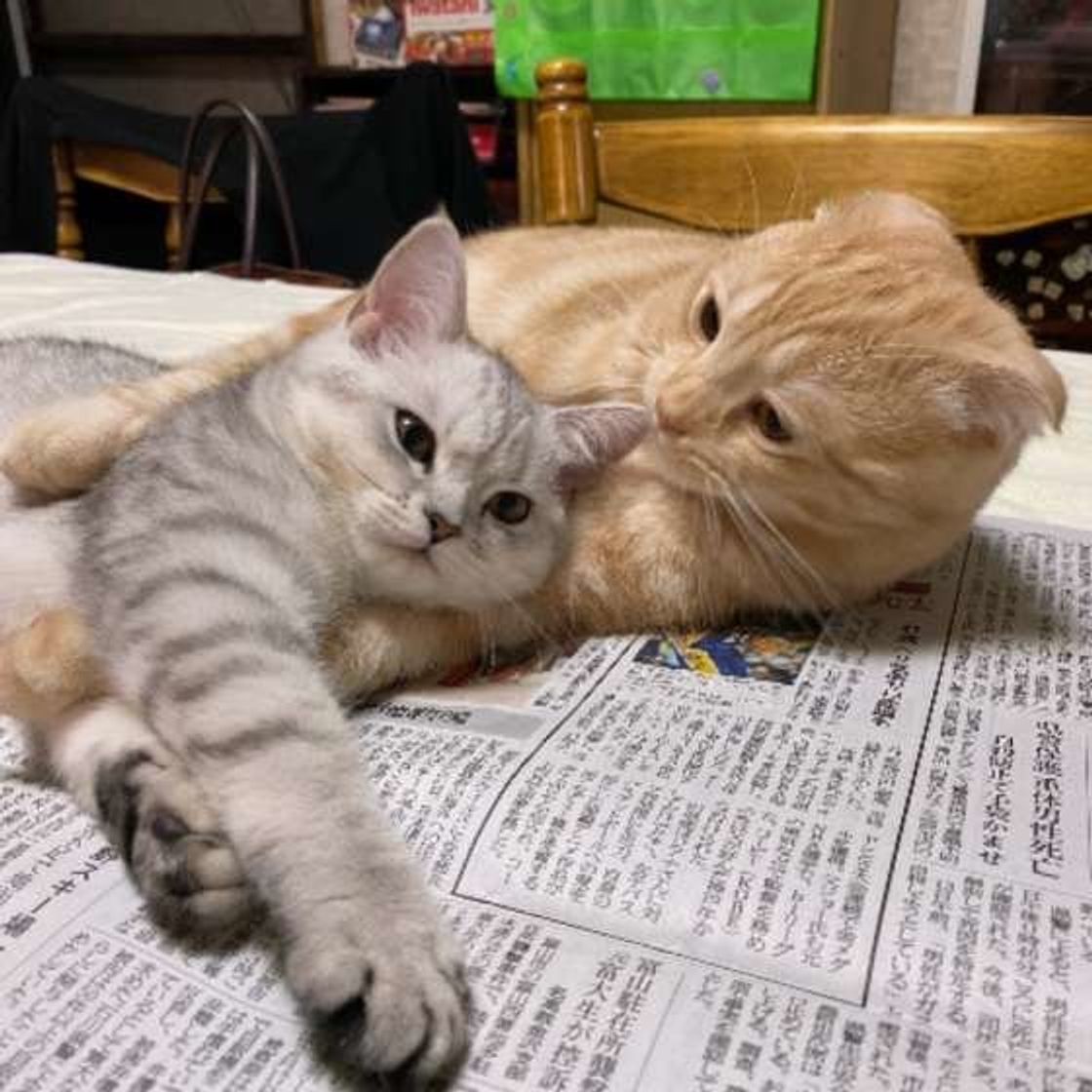 パソコンや新聞紙など 猫が 意外なところ に乗るホンネ ねこのきもちweb Magazine パソコンや新聞紙など 猫が 意外なところ に乗るホンネ ねこのきもちweb Magazine