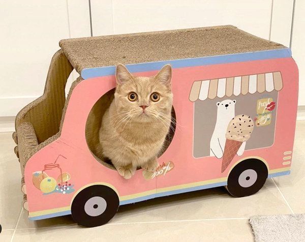 見つめるここちゃん