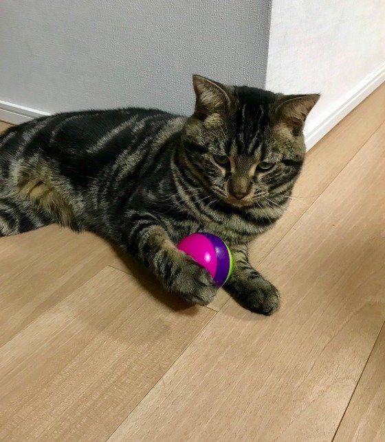 おもちゃを抱えているアメリカンショートヘアの茶々丸