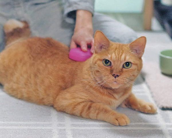 ブラッシング中の猫