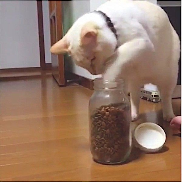 自力でごはんをゲットするニャンコ