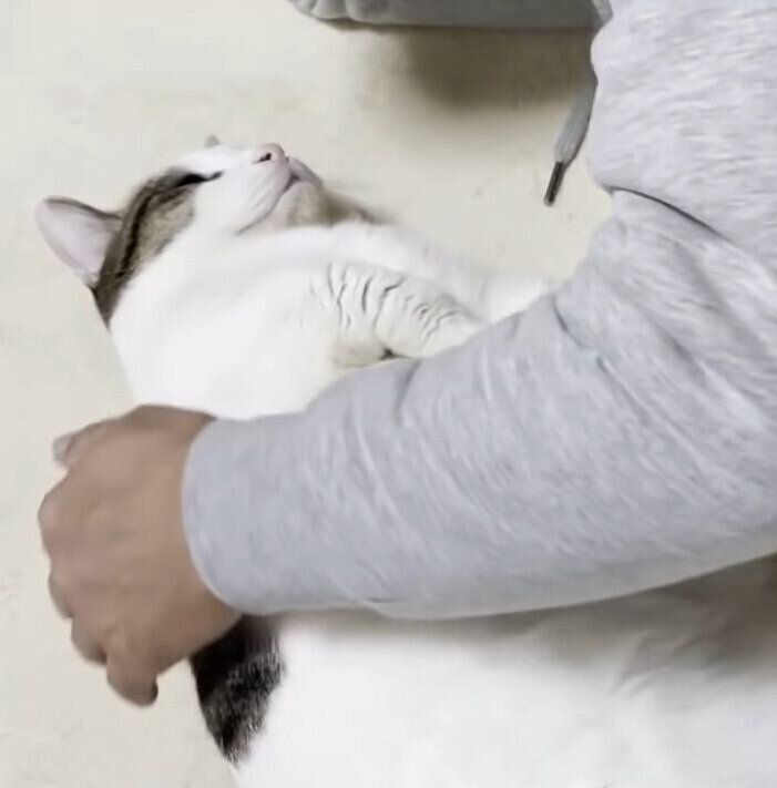 お父さんと寝る猫