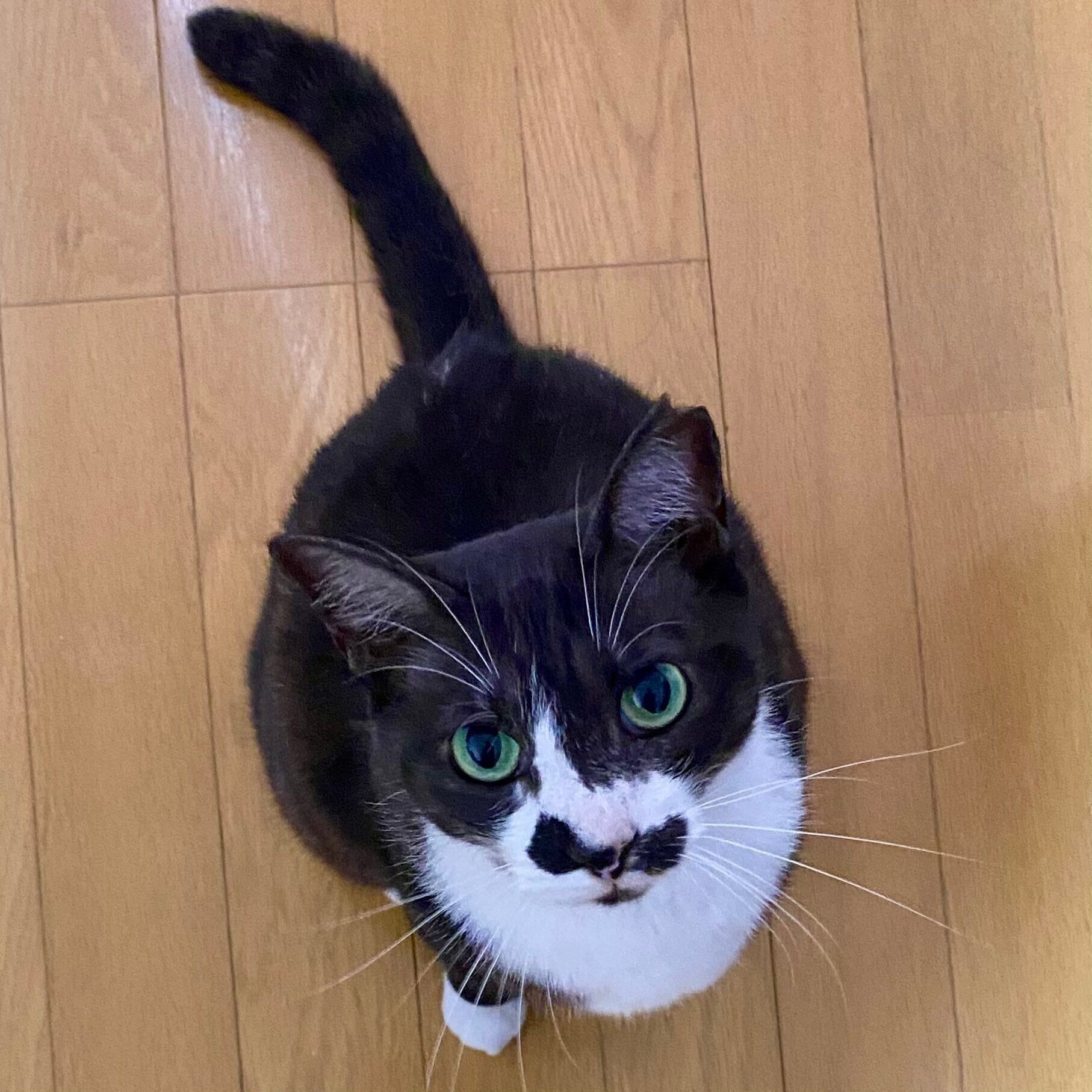 「かわいいかわいいだねぇ」と飼い主さん。