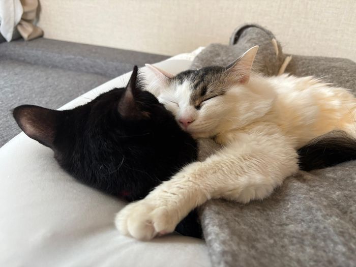 くっついて眠るウニくん、テンくん