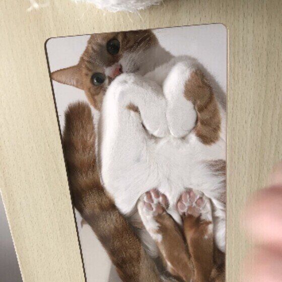 しんくん（MIX）