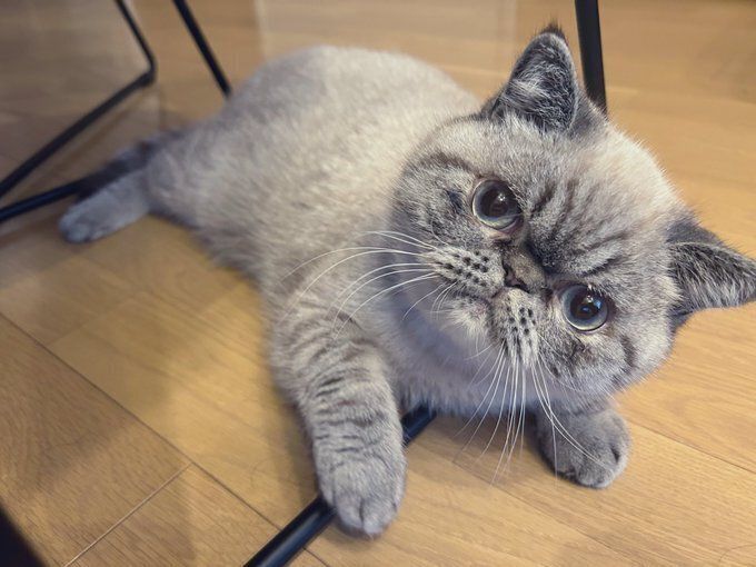 飼い主を見つめるエキゾチックショートヘア