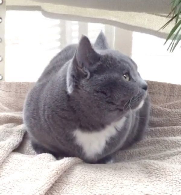 睡魔と闘うマンチカン