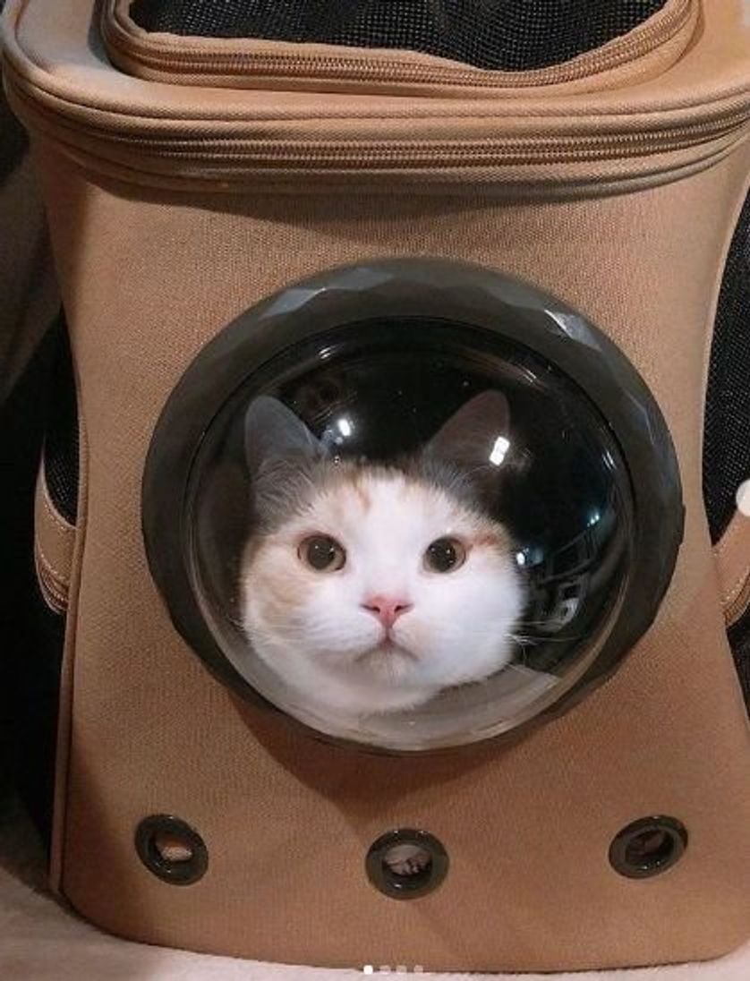 愛猫連れの帰省に大活躍 窓から覗く姿が可愛い 宇宙船リュック ねこのきもちweb Magazine 愛猫連れの帰省に大活躍 窓から覗く姿が可愛い 宇宙船リュック ねこのきもちweb Magazine